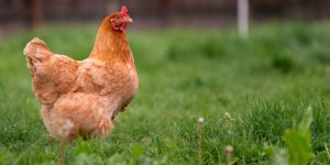 Compassion welcomes new Animal Welfare Strategy